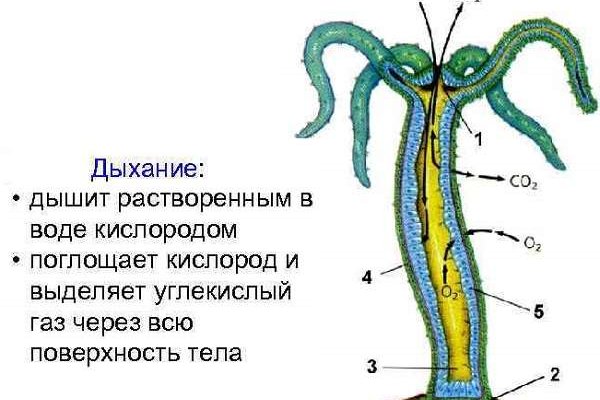 Ссылки на онион сайты